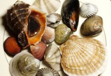 세상에서 건강에 가장 좋은 음식 10가지